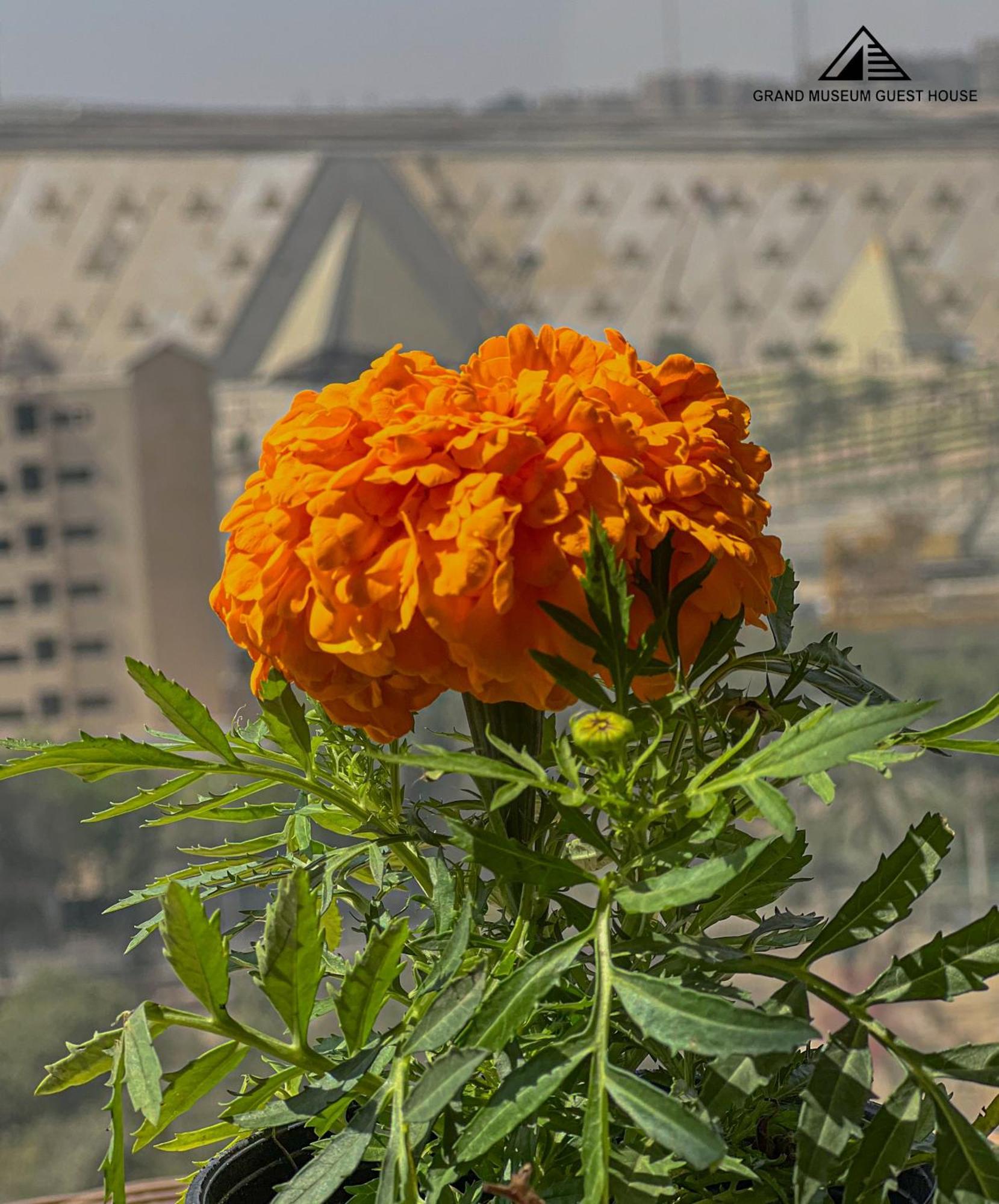 Grand Museum & Pyramids View Hotell Kafr Ghatati Exteriör bild